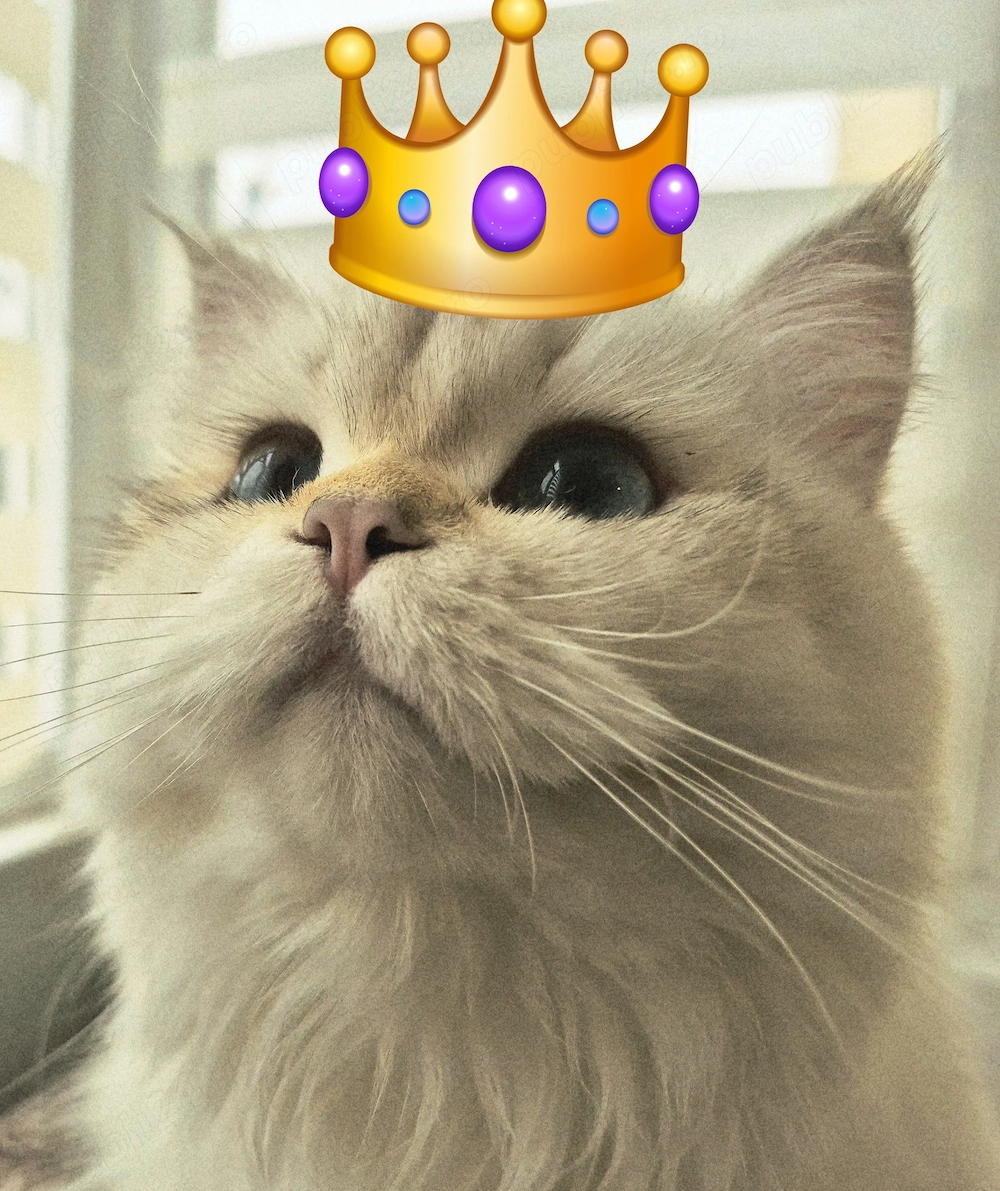British longhair golden point