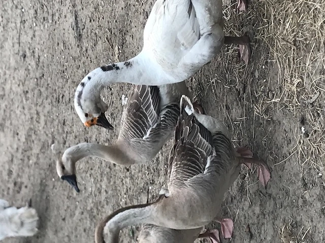 Vand boboci de gasca leseasca