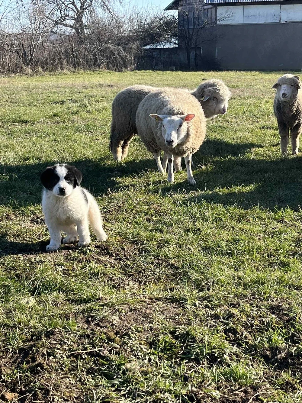 Vând mioare din rasa Texel