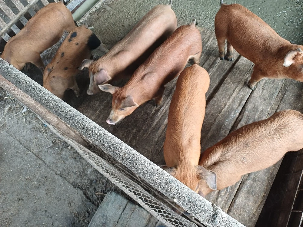 Vind 7 purcei duroc de 10 saptămini.