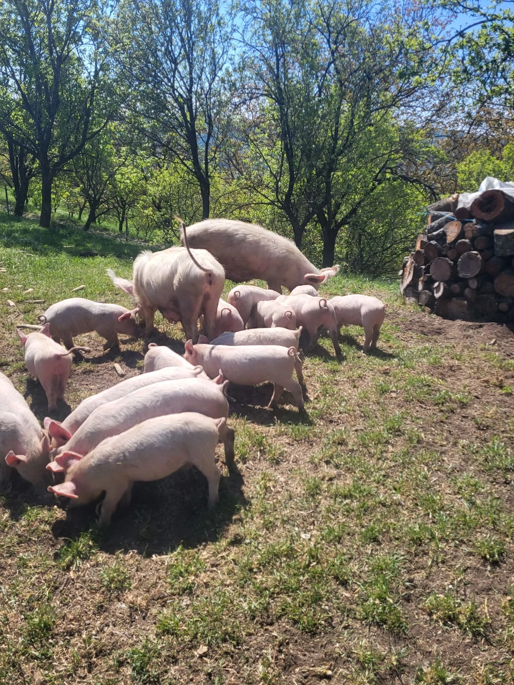 Purcei 8 săptămâni 