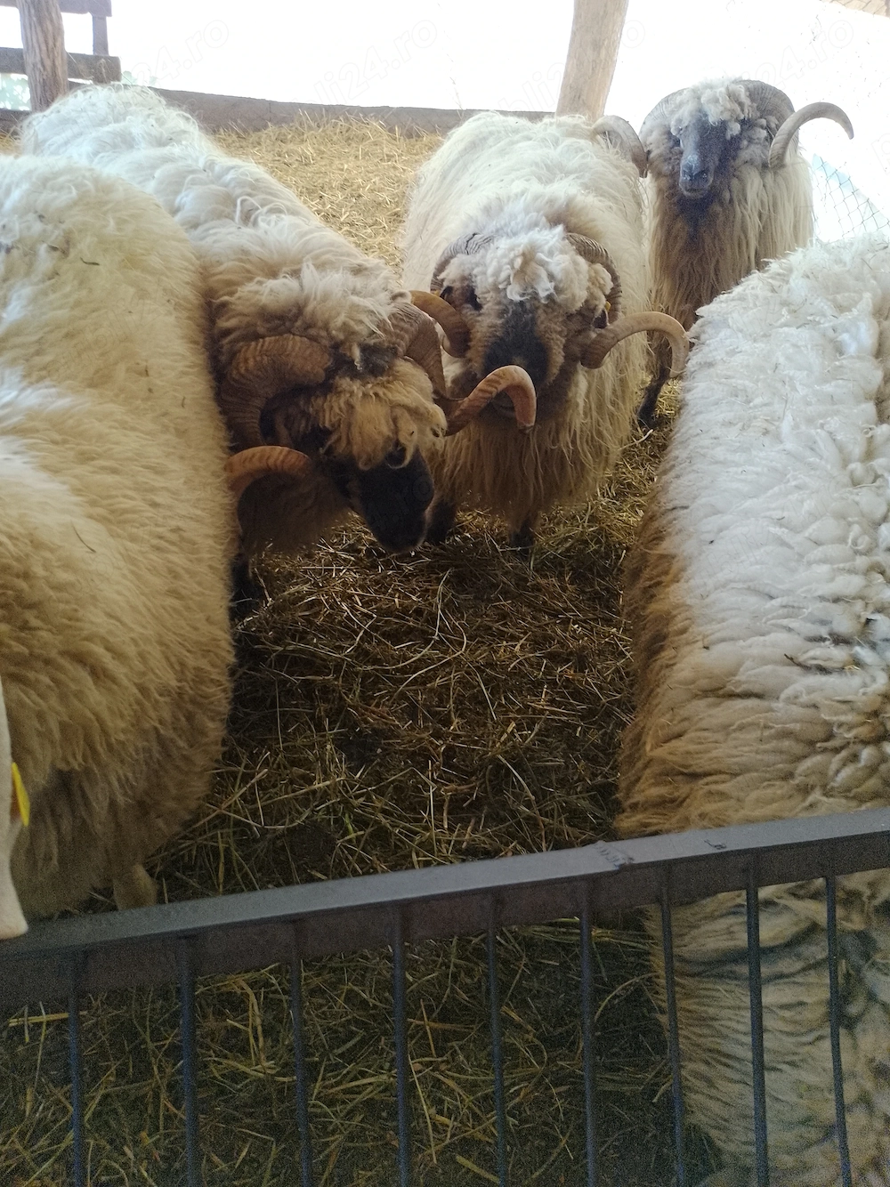 Vând 5 Berbeci Țurcani Bucălăi