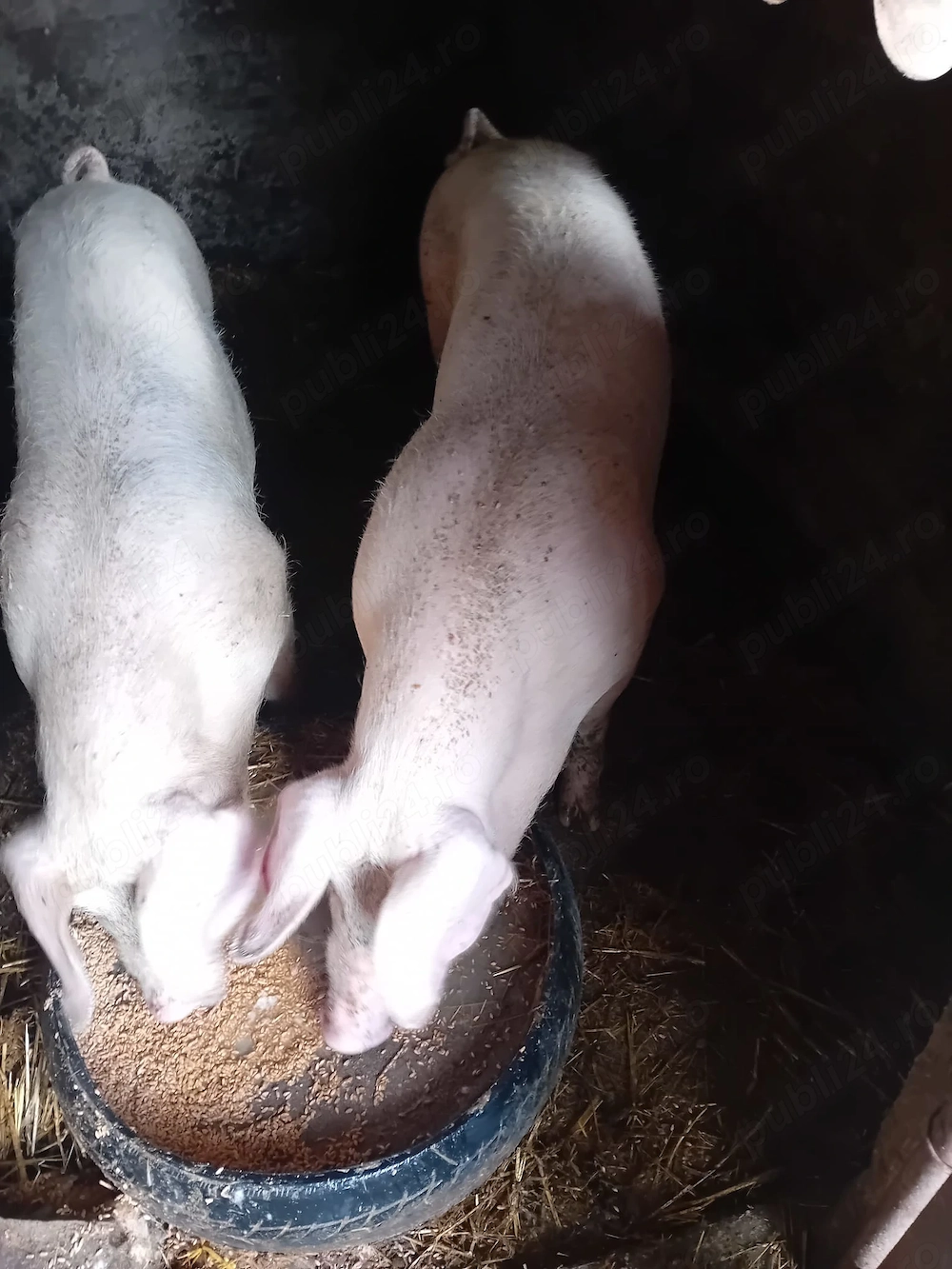 Vând 2 scroafe 70 kg ,preț 1000 lei bucata