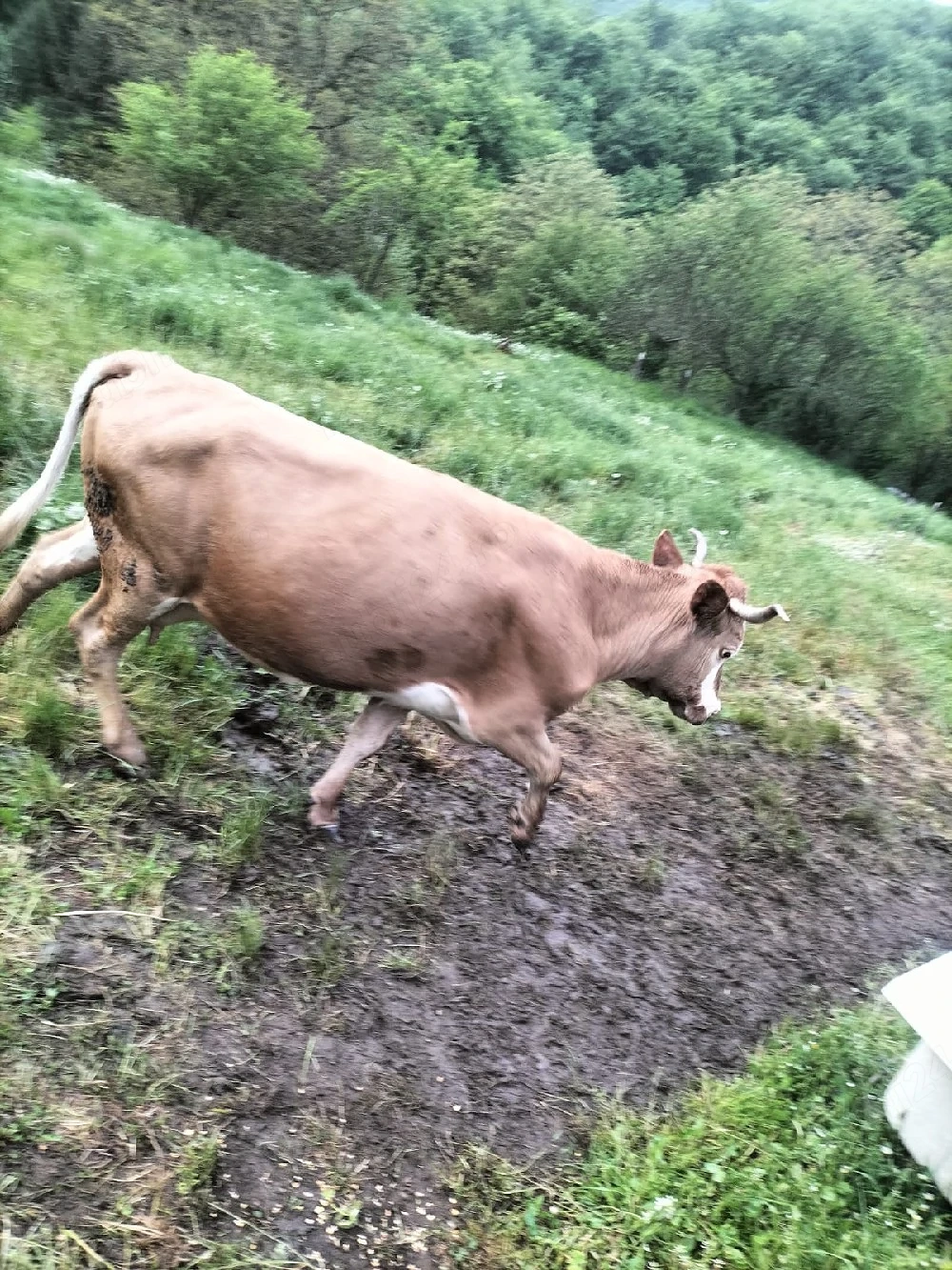 vînd vacă 