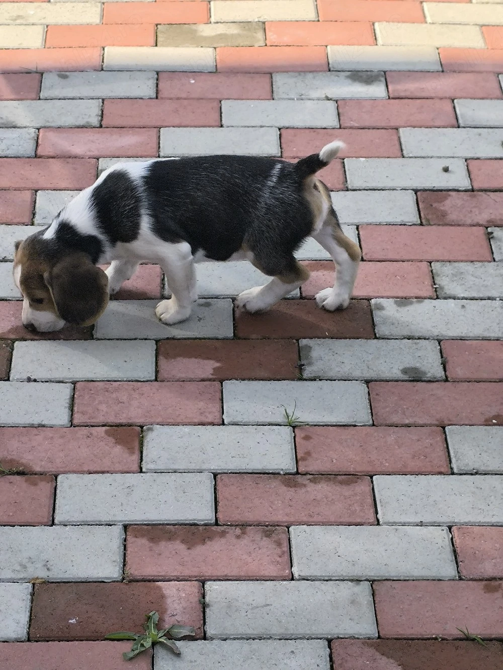 beagle tricolor 