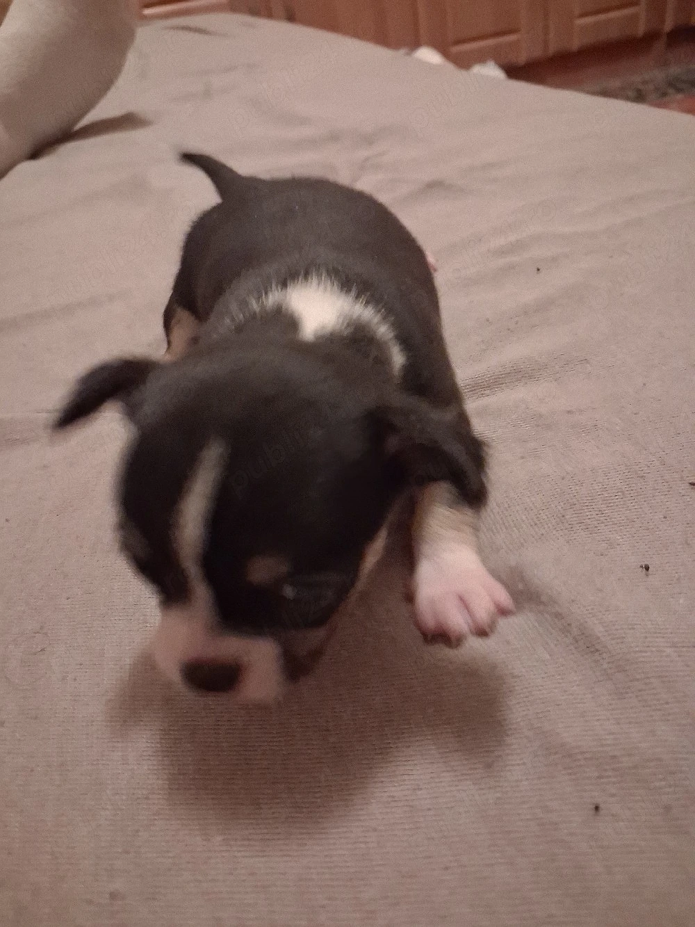 puiuti chihuahua 