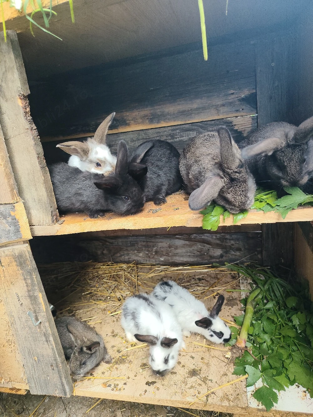 vand schimbcu diferite animale 