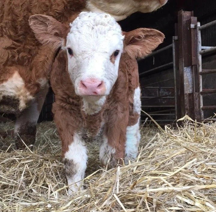 caut vițel sugar de pus la vaca
