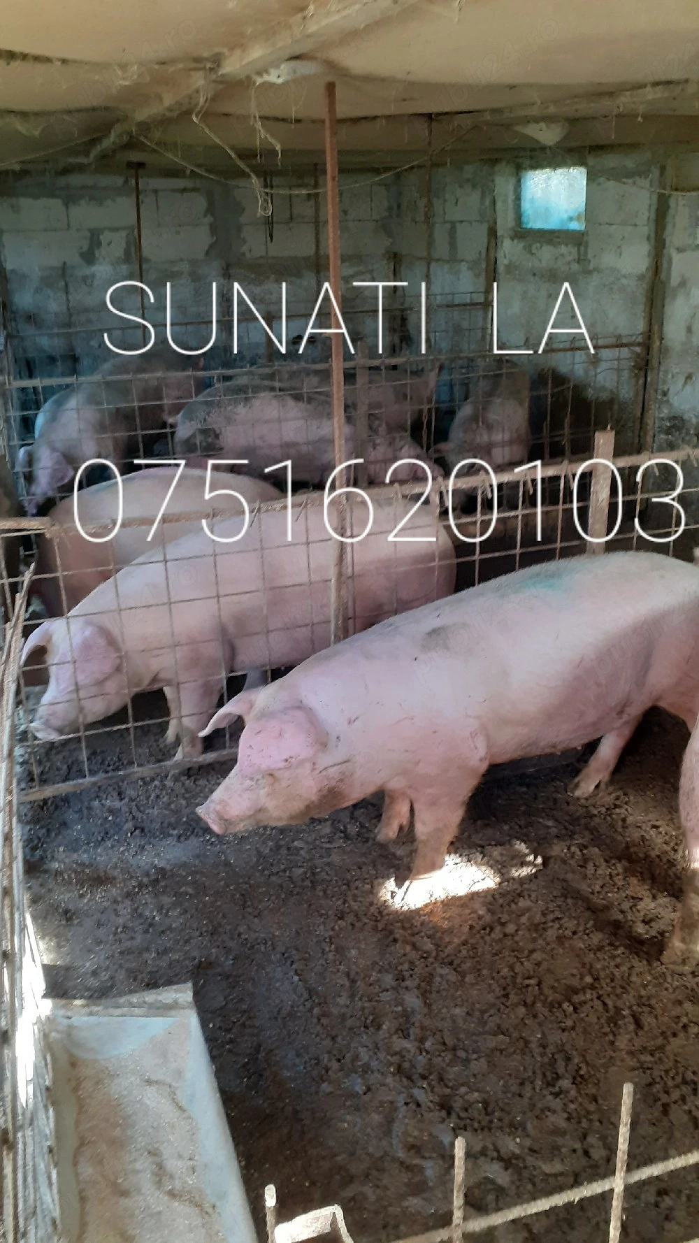 Porci de vînzare