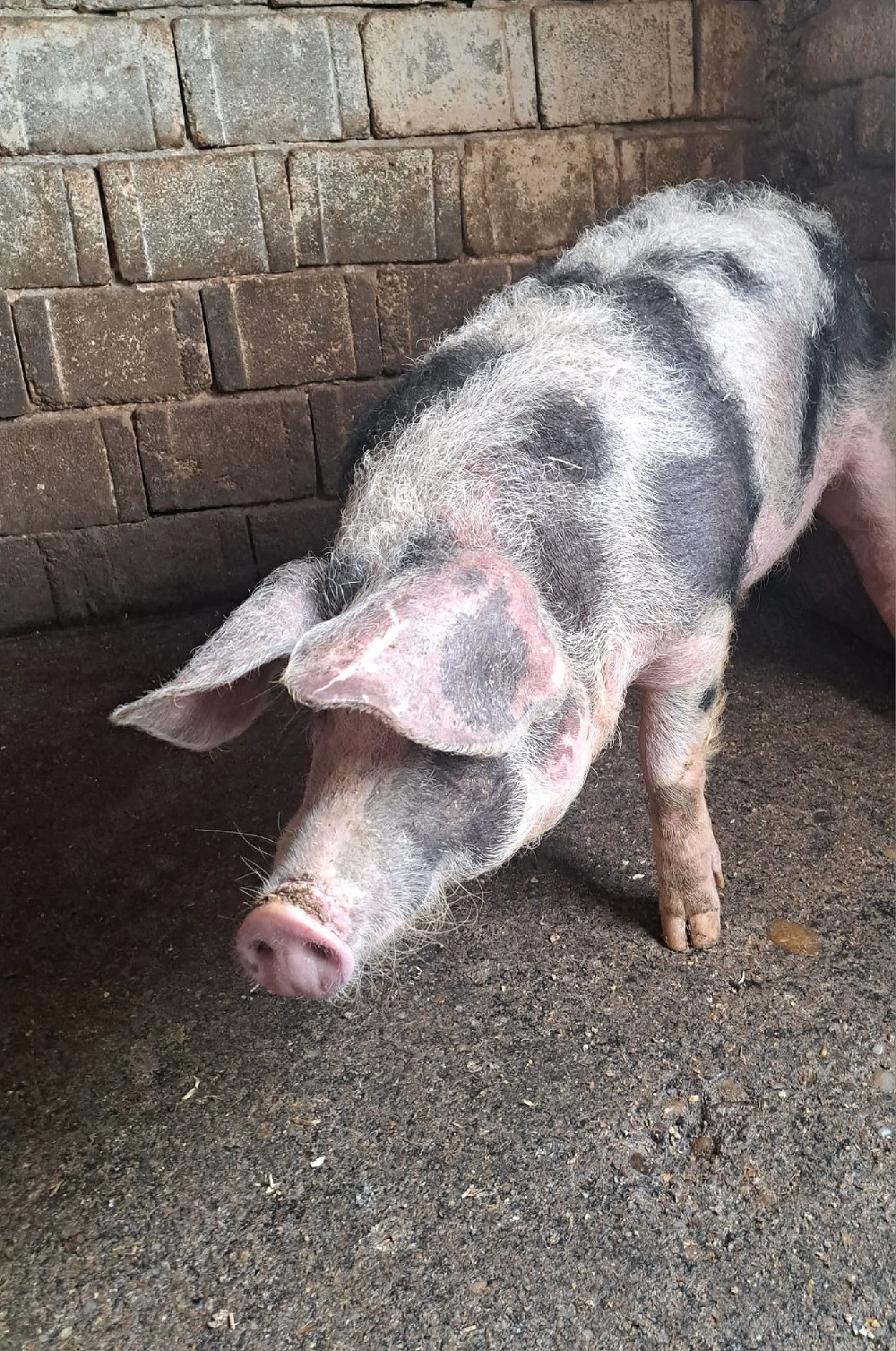 Porc de vînzare 