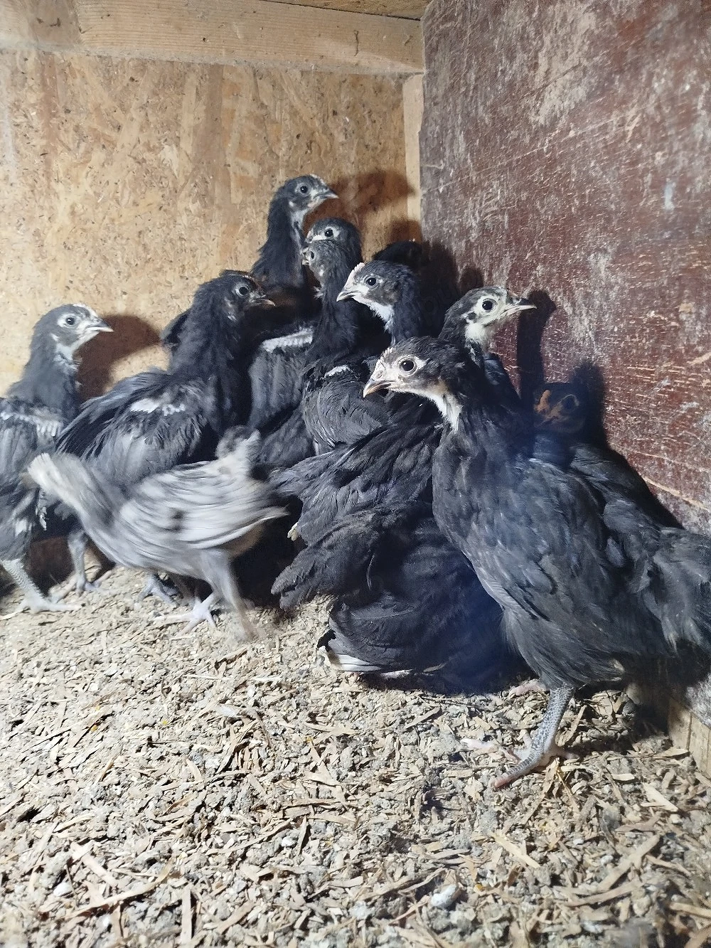 pui de găină australorp negru 