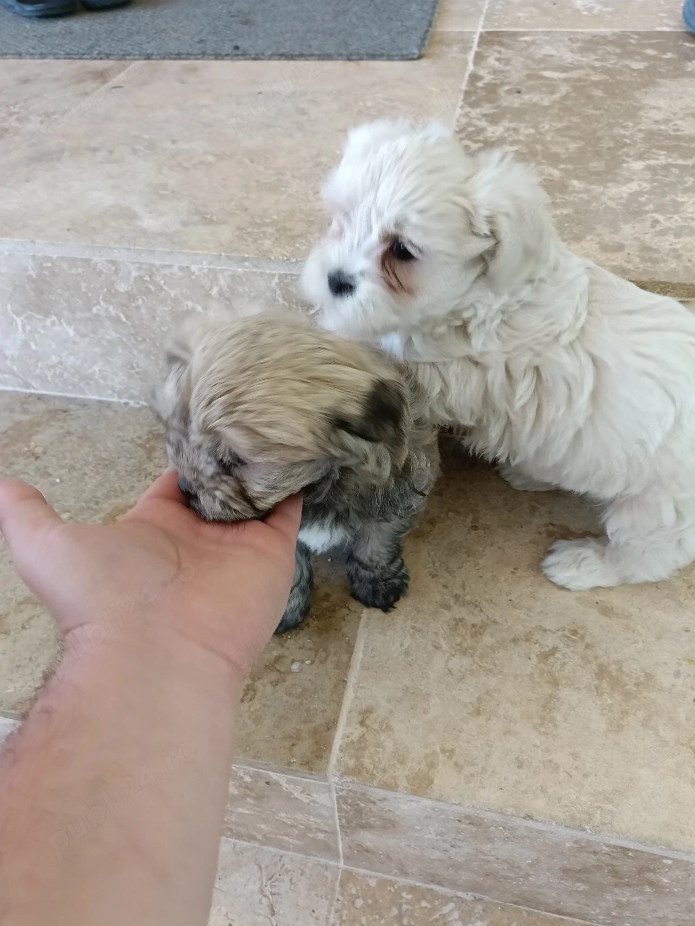 bichon , bichon havanez 