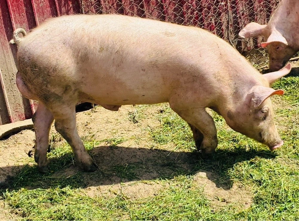 Vier de vanzare