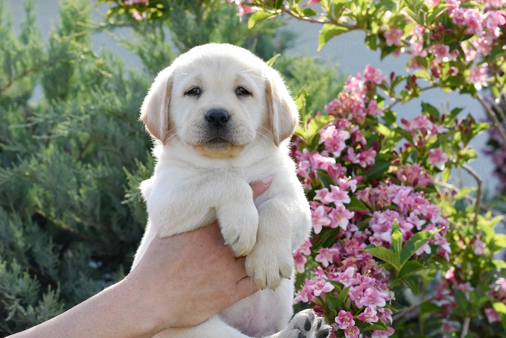 Canisa Clear Passion din Timisoara, vindem pui Labrador Retriever de calitate