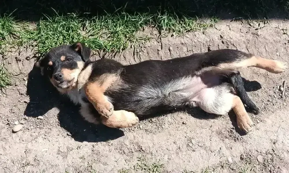 Urgent Donez cățelușe!