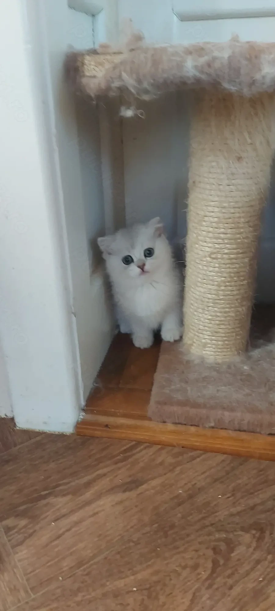 British shorthair silver 