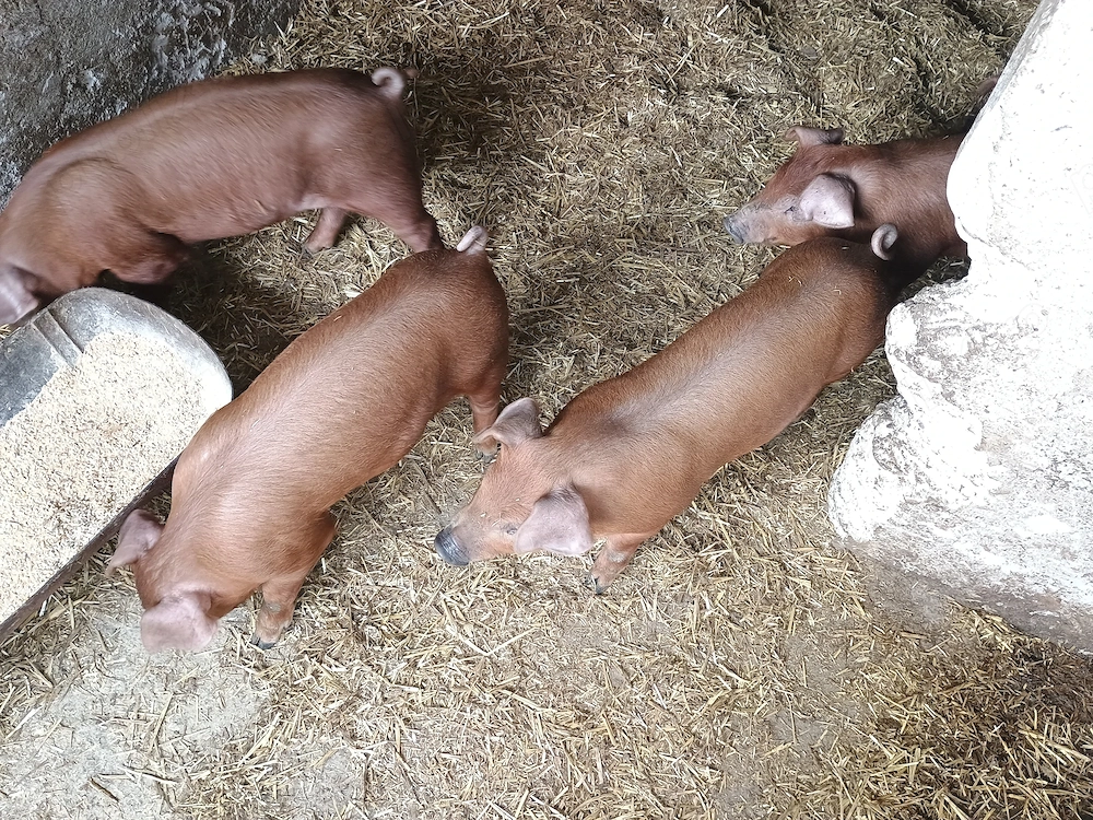 Vând purcei Duroc