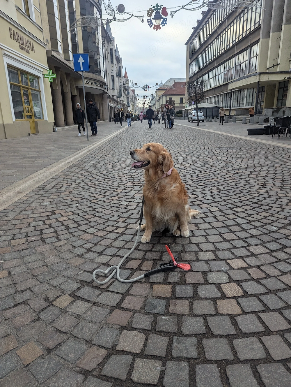 Golden retriever Free