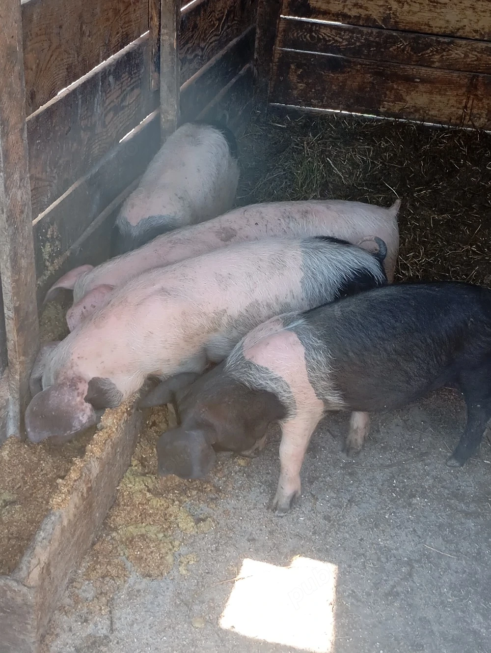 purcei de vânzare 
