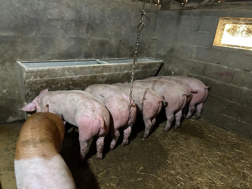 vand porci 