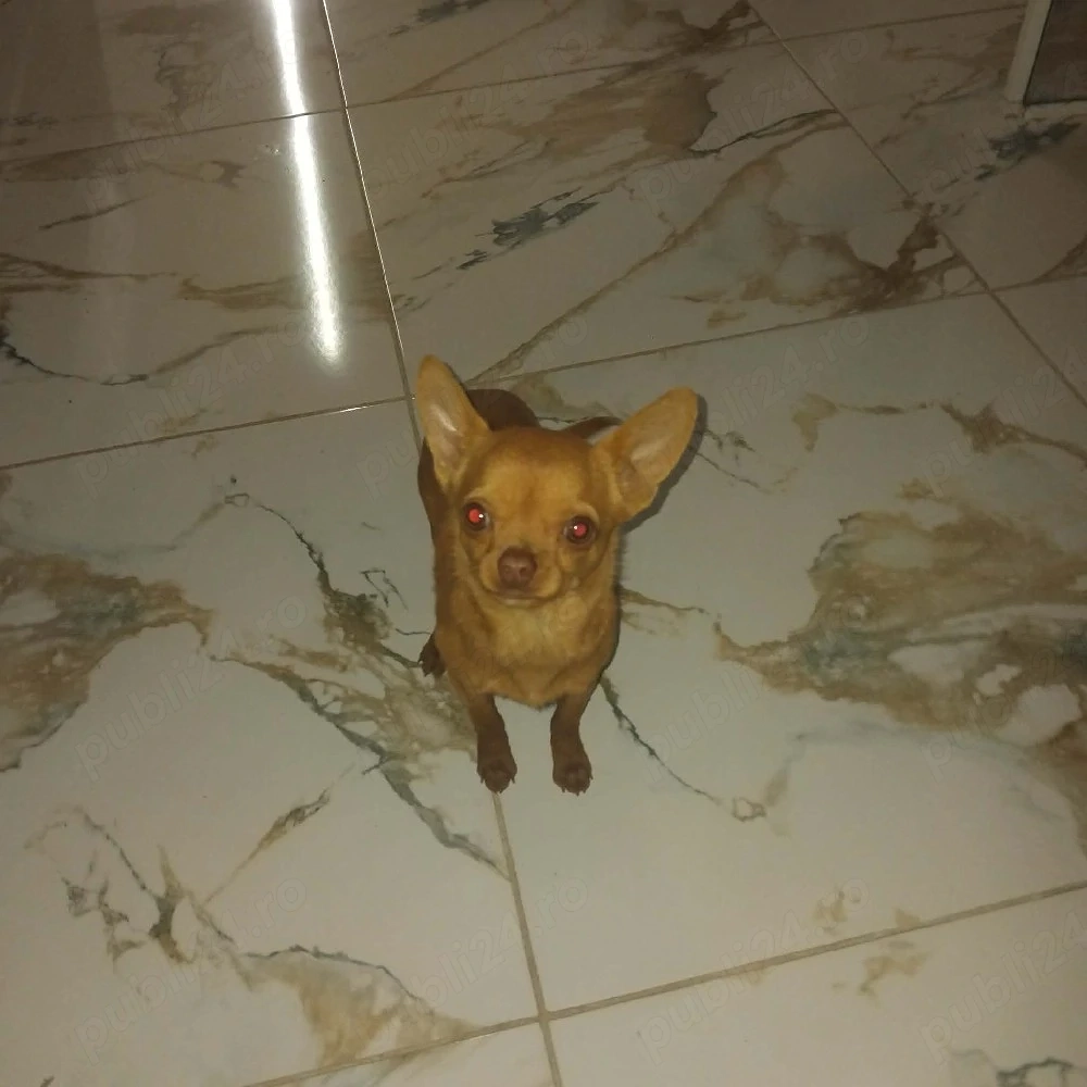 chihuahua băiat foarte cuminte