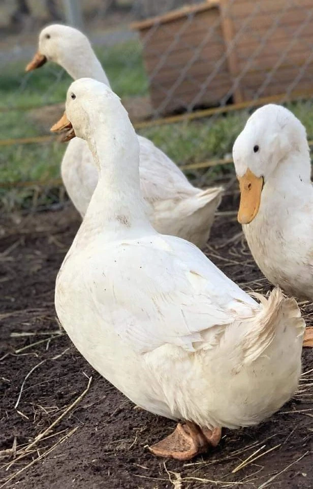 Rate pekin  de vanzare