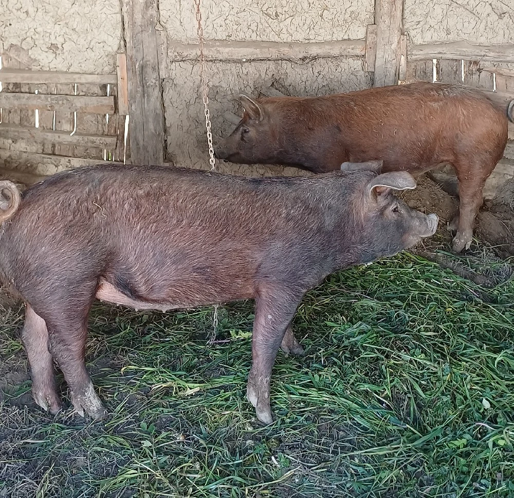 De vânzare porci rasa Duroc   femelă + mascul