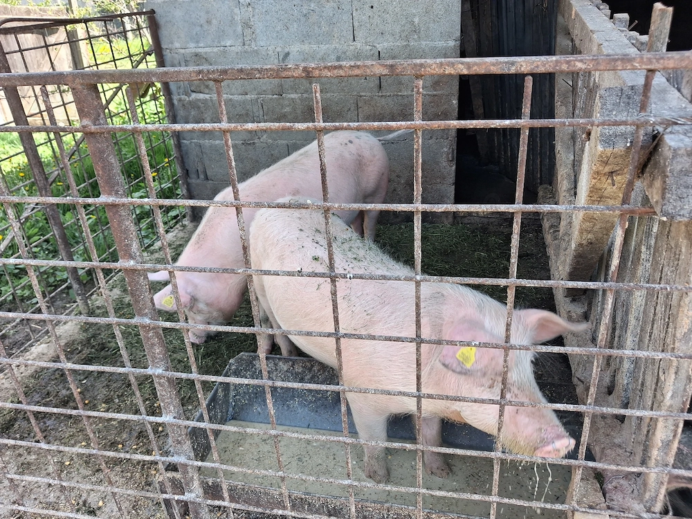 Vând porci de 30 de kg.
