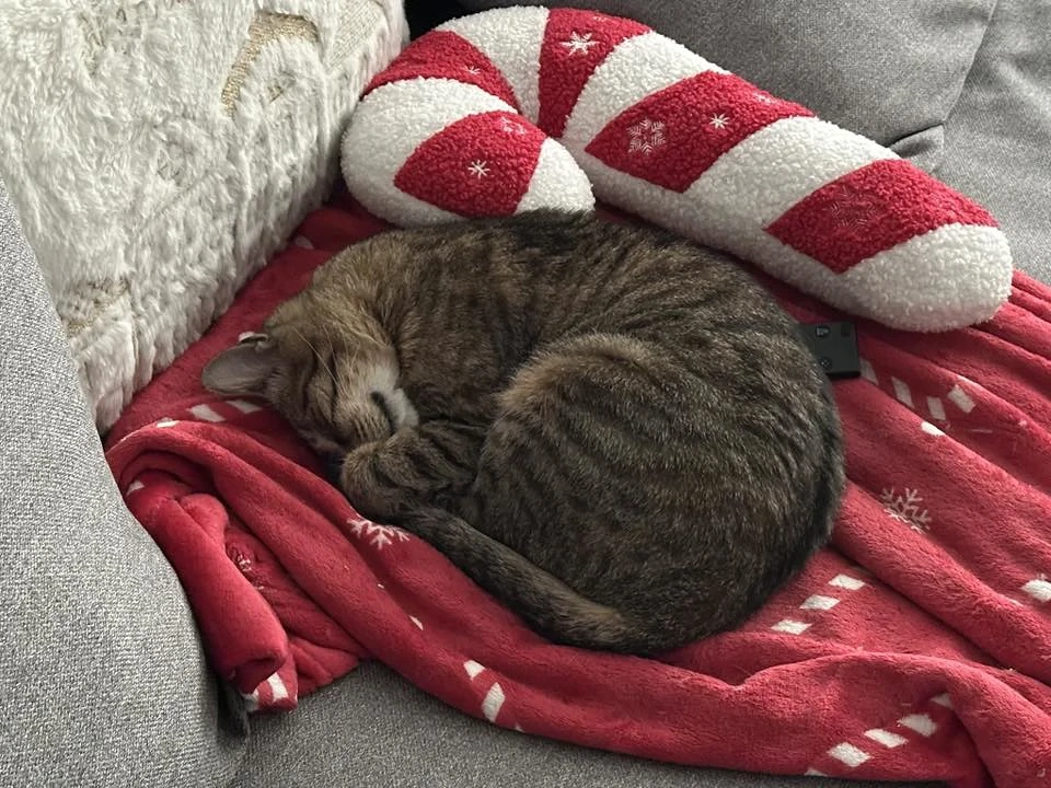 Minnie | 3 ani | sterilizata | vaccinata | deparazitata | la interior sau la curte 