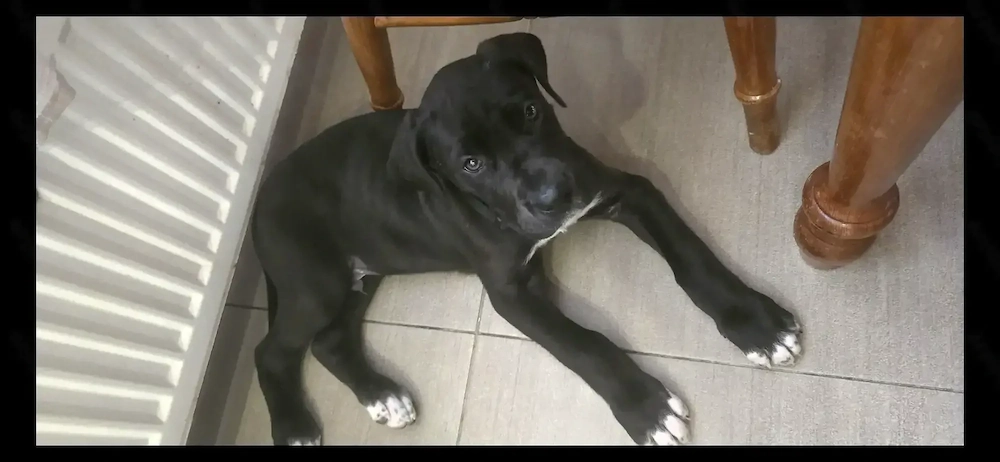 Pui de Dog German , femela 2,5uni