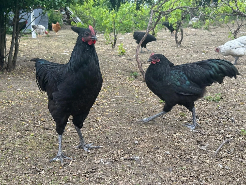 Australorp, găini, rațe și ouă de țară de vânzare 