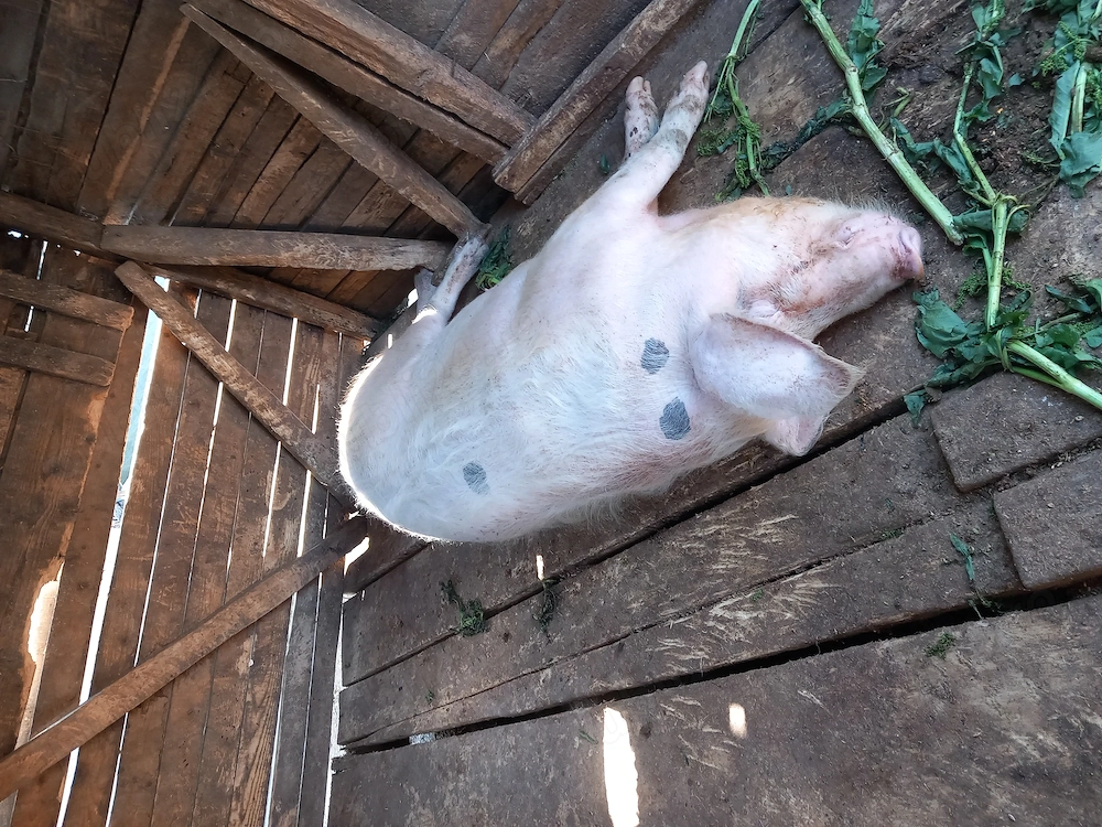 Porci de vânzare.