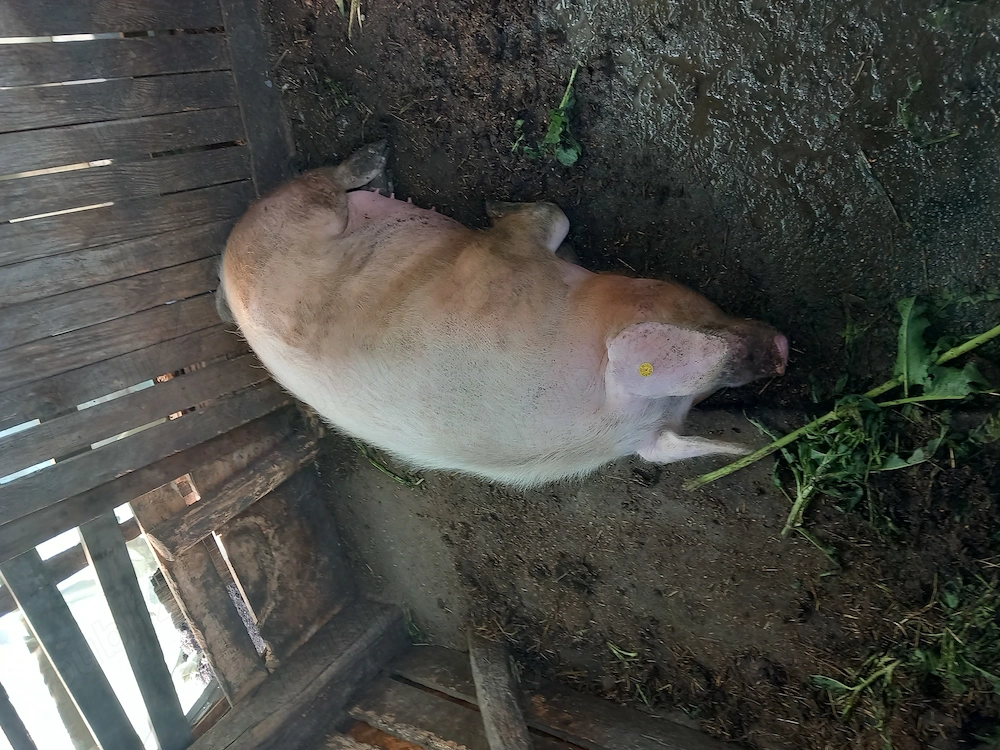 Vând Porci Carcasa