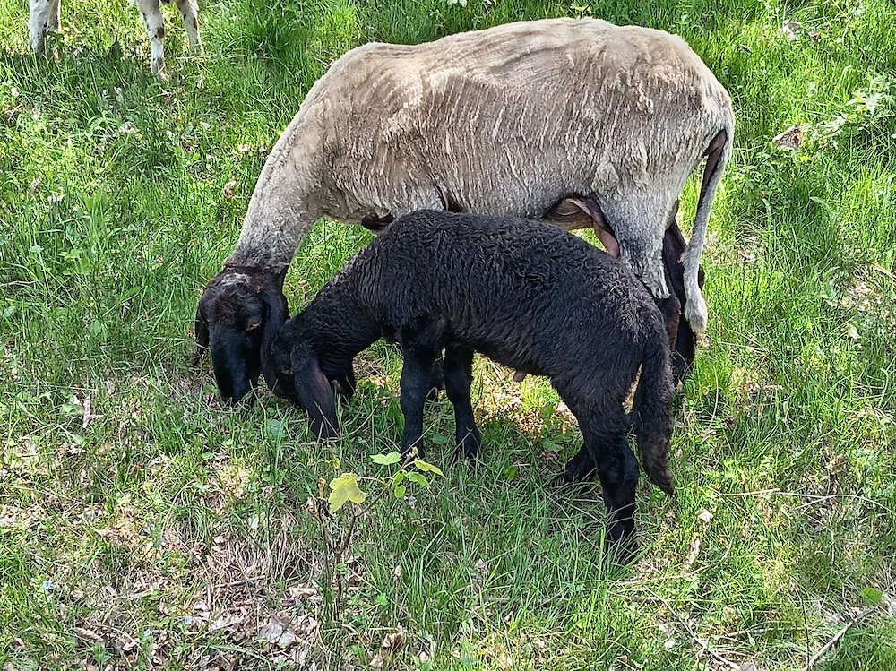 Oi carabase sârbești cu miei 