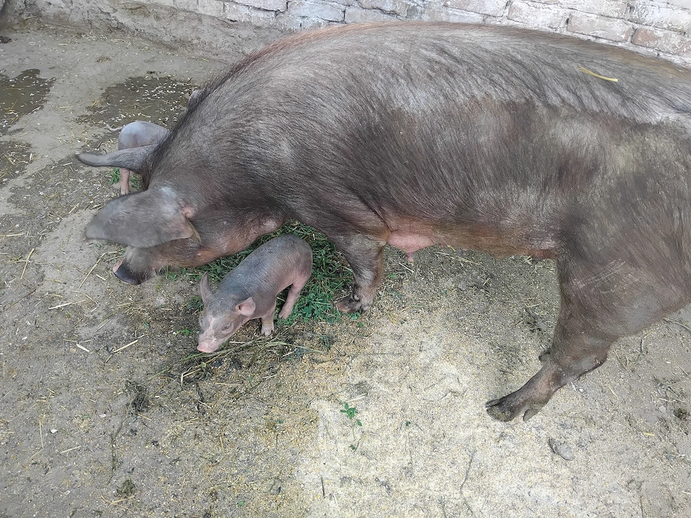 De vanzare