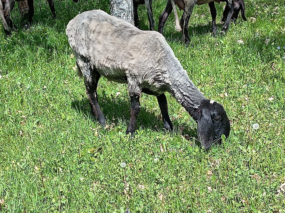 Mielute carabase sârbești cu miei 