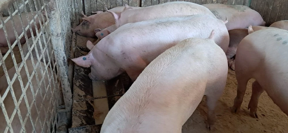 porci de carne 