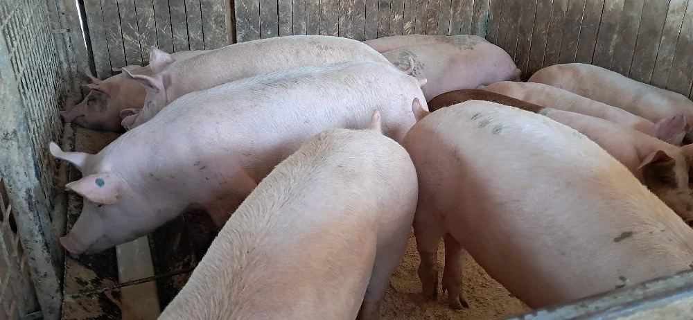 porci de carne 