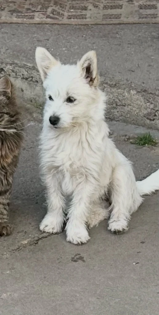 Pomeranian fetita 6 luni