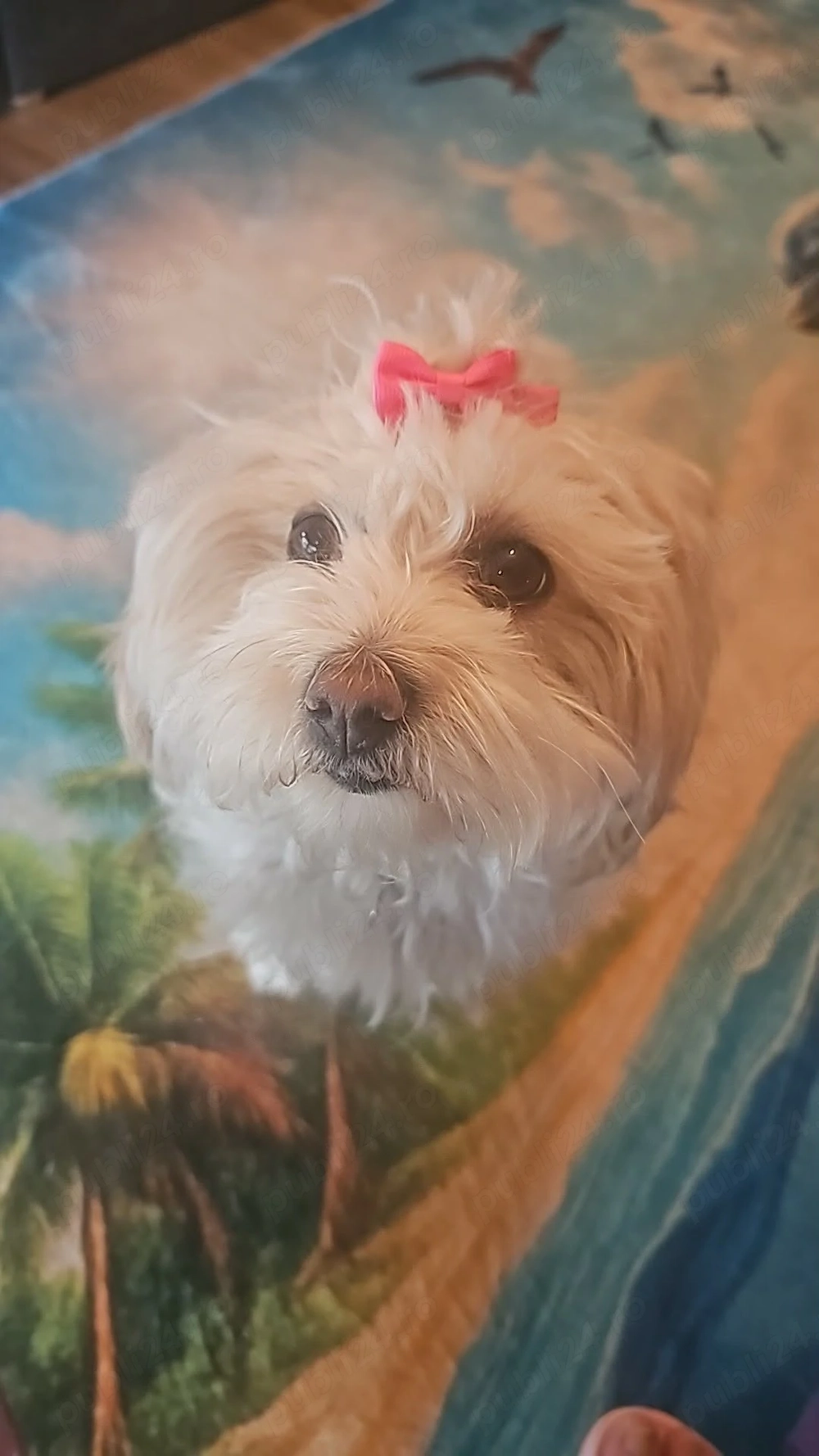 Bichon Maltez Mini