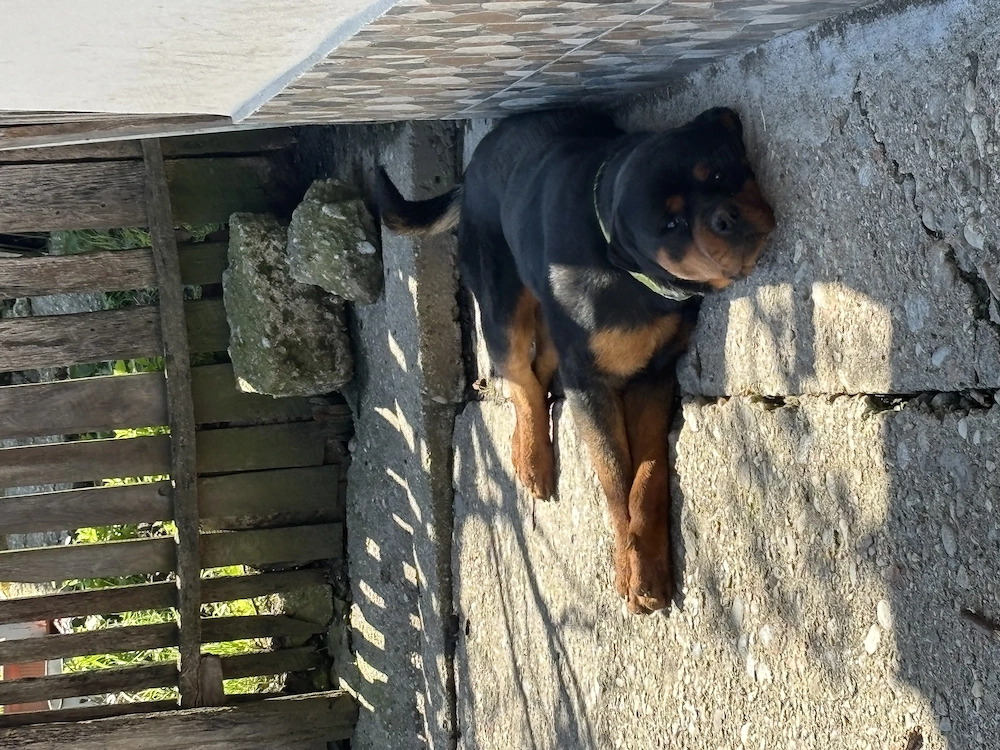 Vând câine mascul Rottweiler în vârstă de 1 an și 2 luni , carnet de sănătate ! 
