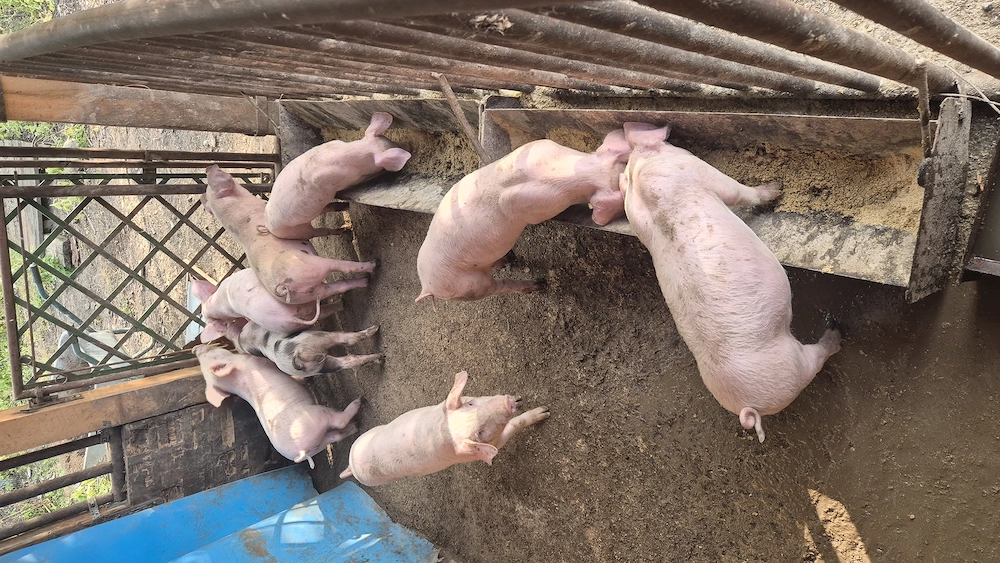 Vând purcei Landrace cu Duroc 