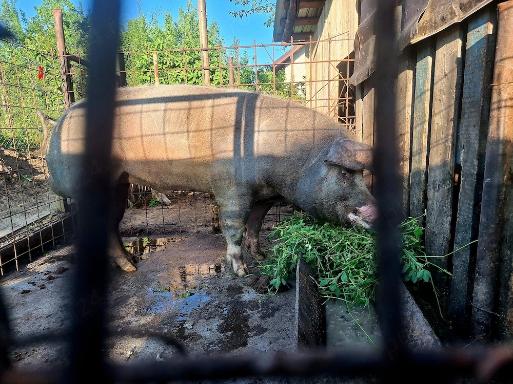 Vier metis (Duroc cu pietrain?