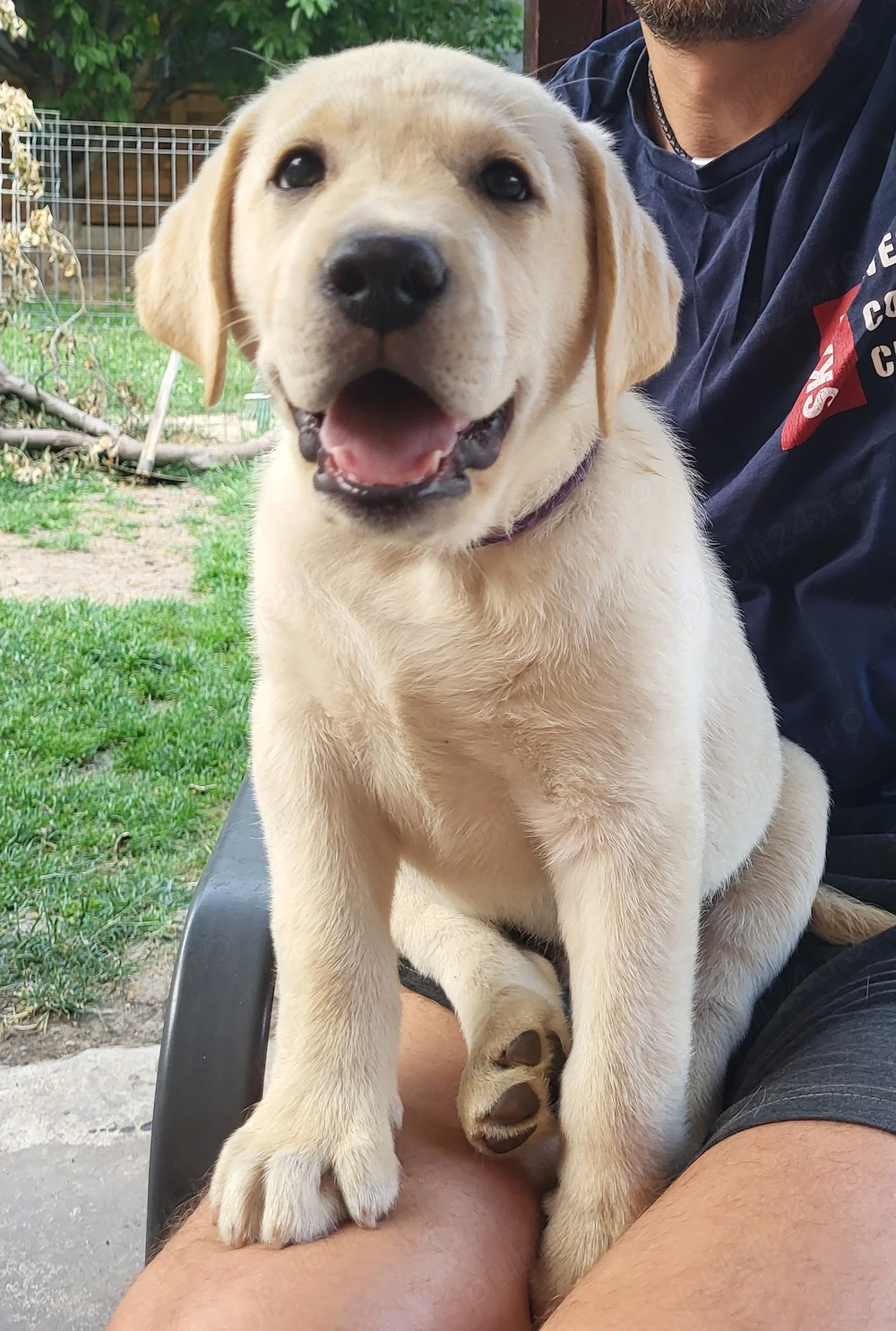 Labrador Retriever Premium | Pedigree | Linii Selecționate | Pui de Excepție 