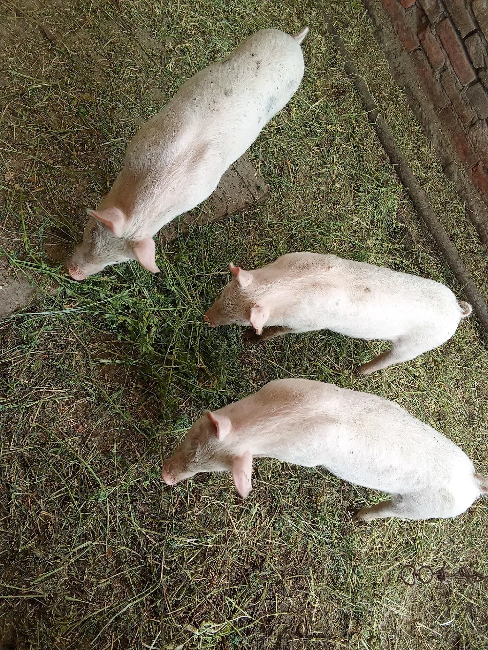 Purcei de vânzare . Vârstă 3 luni 