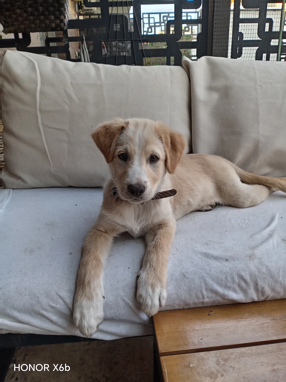 Donez Mascul LABRADOR 3 luni