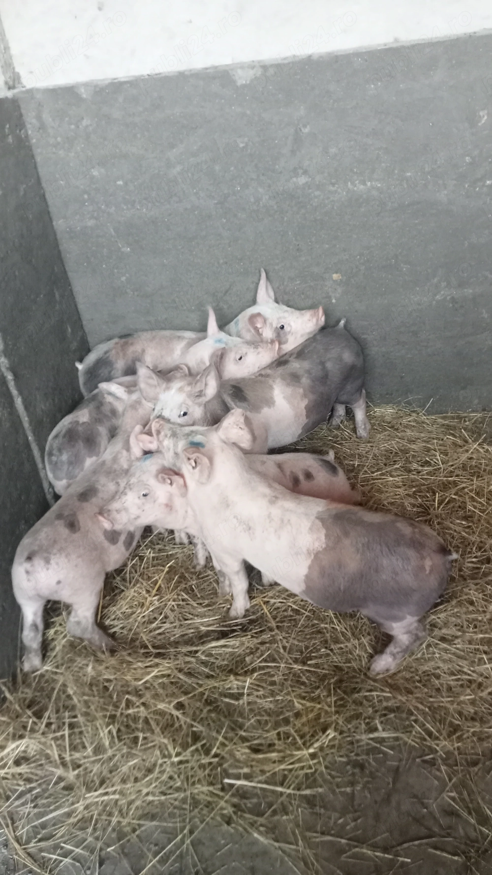 Purcei de vânzare