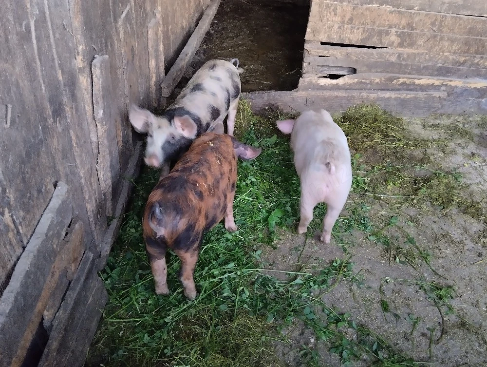Purceii de vânzare! în satul Rași!