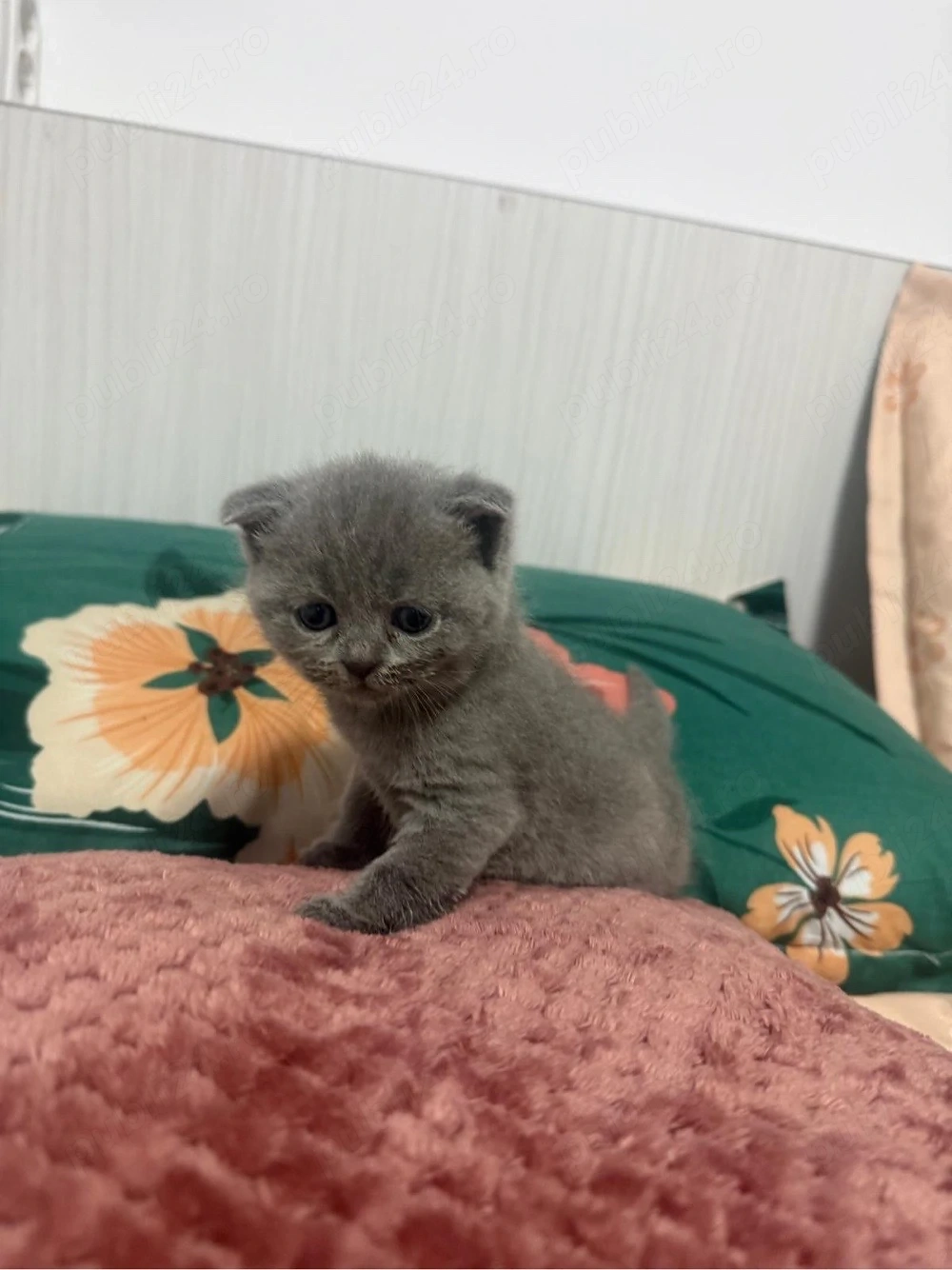 Vand pui British shorthair