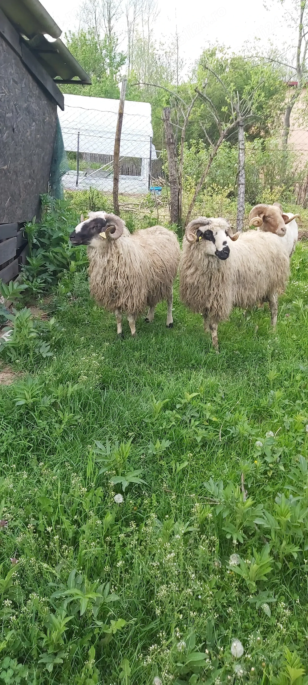 2 cirlani breji  de vinzare
